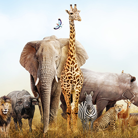 Riddle: Which animal is lying and which animal is telling the truth?