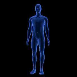What are the only two body parts that don�t stop growing?