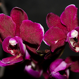 Tips for Happy Orchids