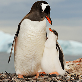 Gentoo Penguin