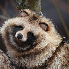 7 things you didn't know about tanuki (raccoon dogs)