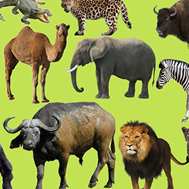Learn about the 10 heaviest wildlife animals on the planet
