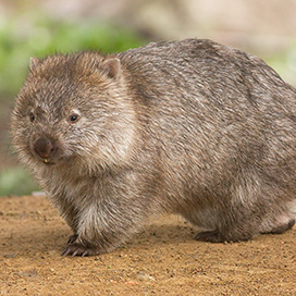 8 things you didn't know about wombats