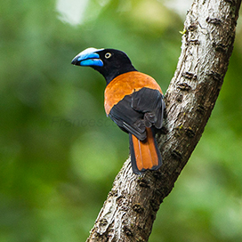 The helmet vanga bird
