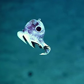 Long time ago, these 5 scary creatures lived in our sea!