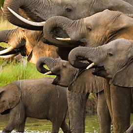 The African Elephant