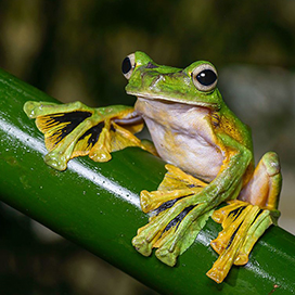 The Wallace�s Flying Frog