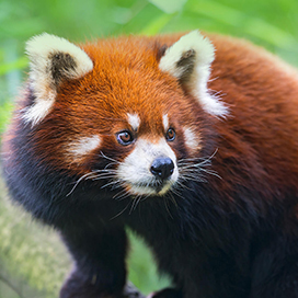 The red panda