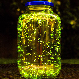 Fascinating Firefly Facts