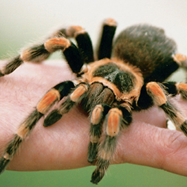 Tarantula Facts