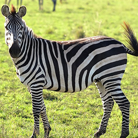 Zebra Facts