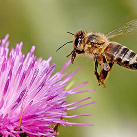 Bees Prettify the Planet