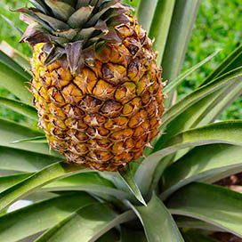 Growing Your Own Pineapples