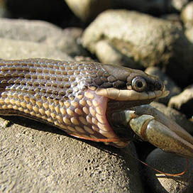 What Do Snakes Eat?