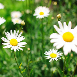 The Chamomile Herb