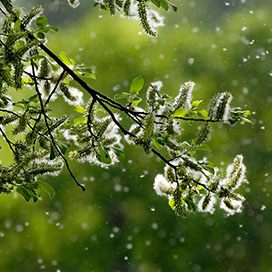 The Different Causes of Summer Allergies